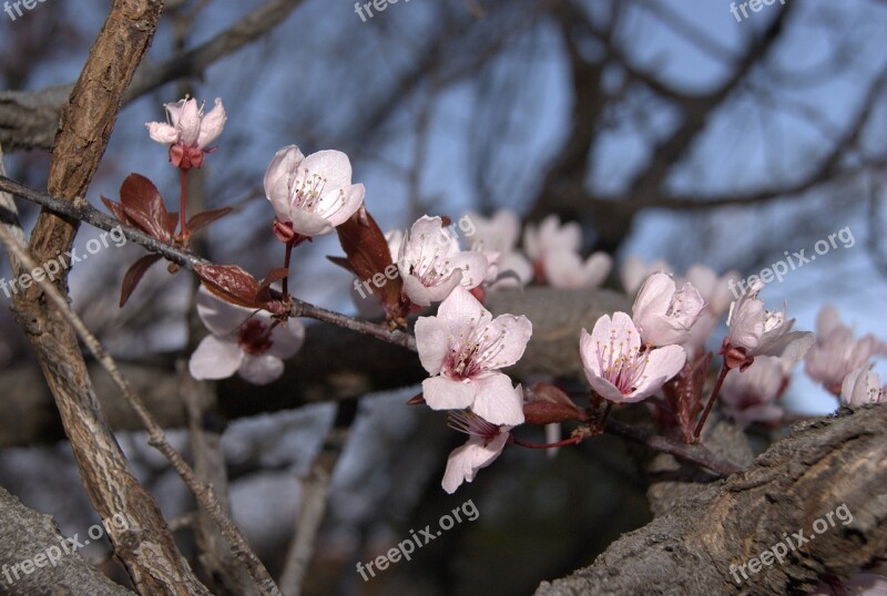 Pink Flowers Blossoms Free Photos