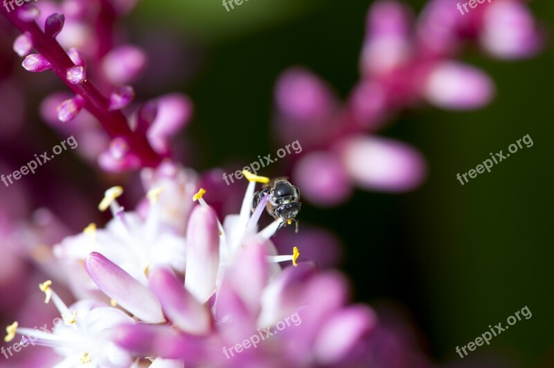 Flower Macro Photography Tropical Bee Purple