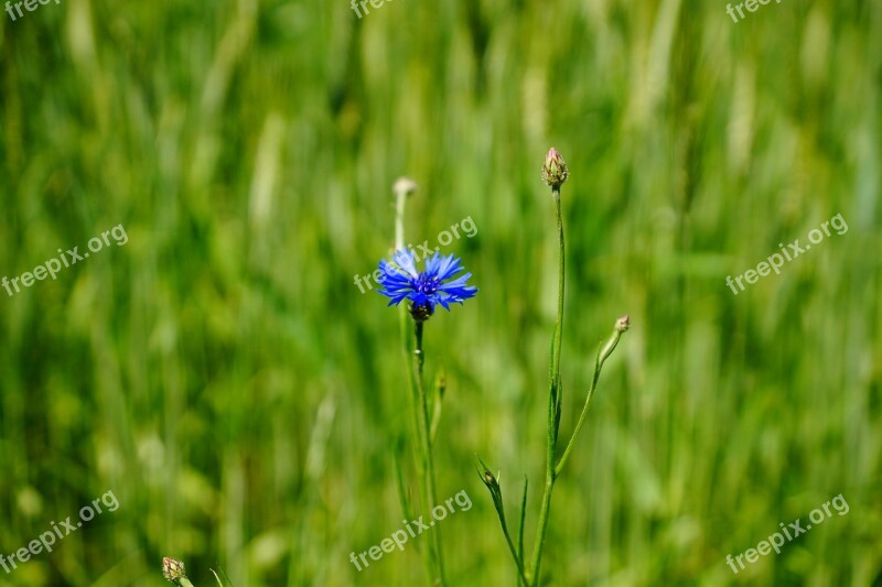 Cornflower Cockle Nature Lonely Green