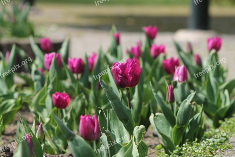 Tulip Spring Flower Violet Nature