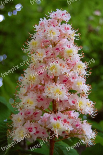 Chestnut Blossom Bloom Chestnut Leaves Tree