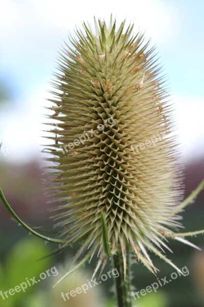 Teasel Dipsacus Plant Wild Flower Prickly