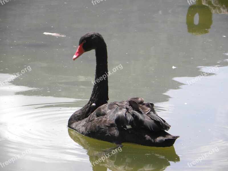 Swan Nero Pond Free Photos