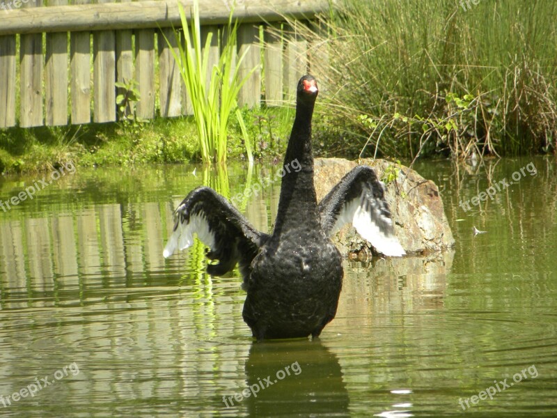 Swan Nero Pond Free Photos