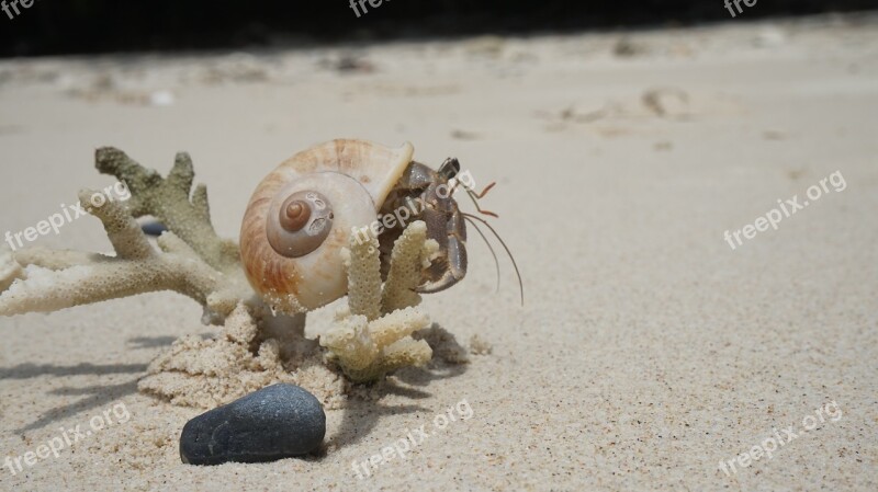 Crab Seashell Sand Beach Scallop