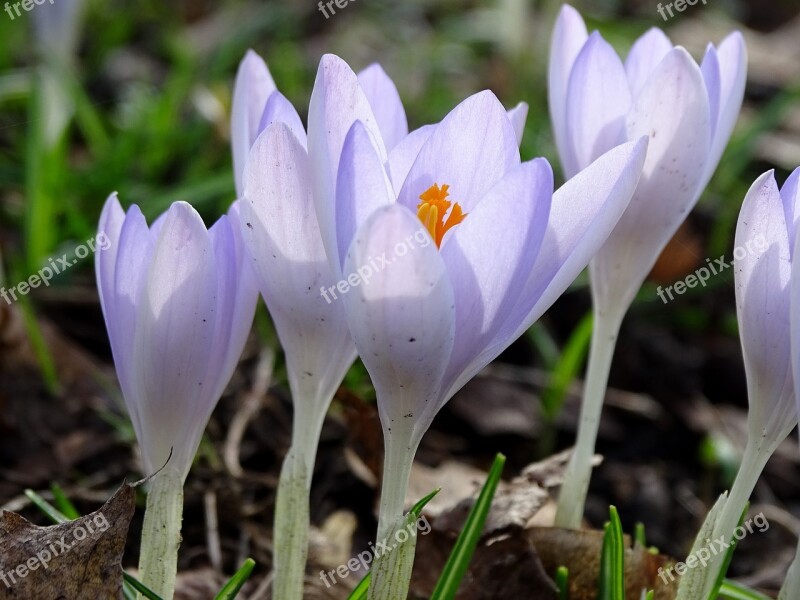 Crocus Spring Lenz Early Bloomer Violet