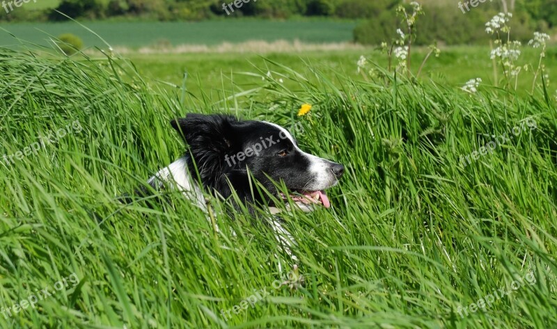 Border Collie Dog Canine Portrait Sheepdog