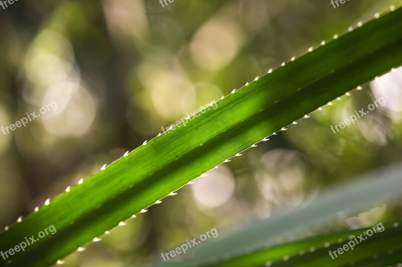 Bokeh Leaf Green Plant Spike