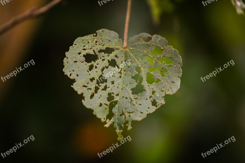 Love Holes Heart Shape Valentine