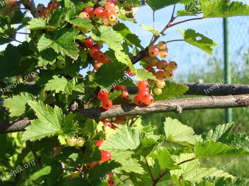 Berry Currant Harvest Free Photos