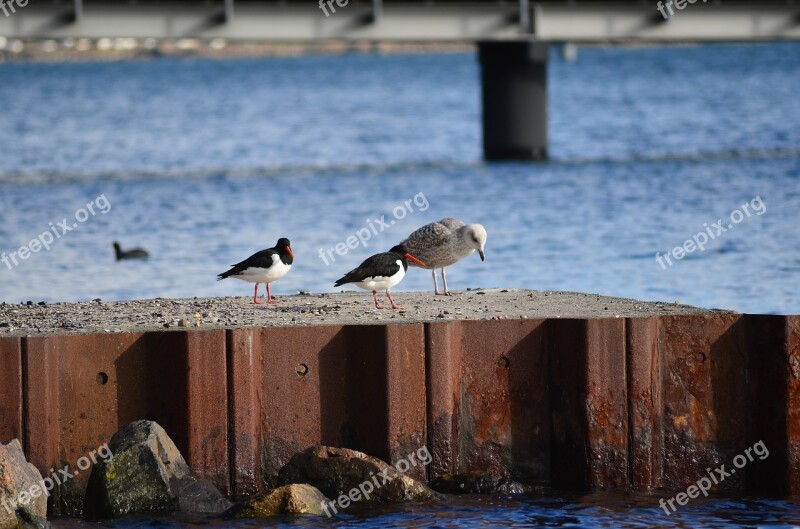 Seagull Bird Seevogel Baltic Sea Animal