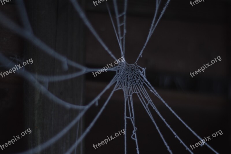 Cobweb Winter Cold Frost Spider