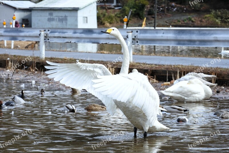 Animal Swan Waterfowl Wild Birds Wild Animal