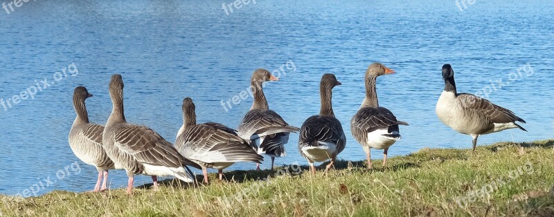 Geese Gray Goose Great Canadian Goose Water Waterfront