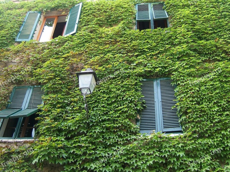 Windows Tuscany Green Leaf Ivy