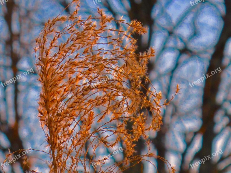 Weed Close-up Nature Plant Grass