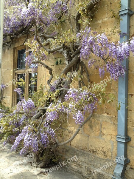 Wisteria Broadway Village Life Free Photos