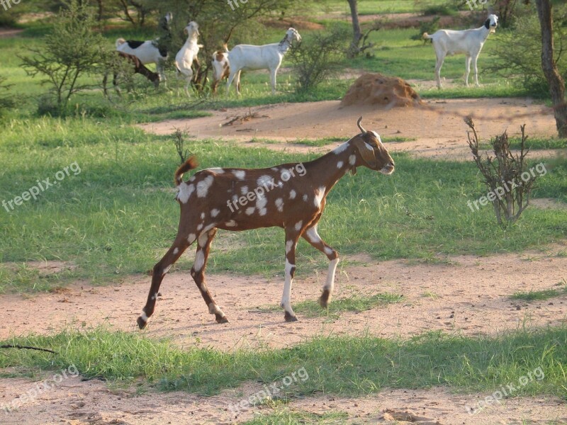 Africa African Landscape Animals Goat Free Photos