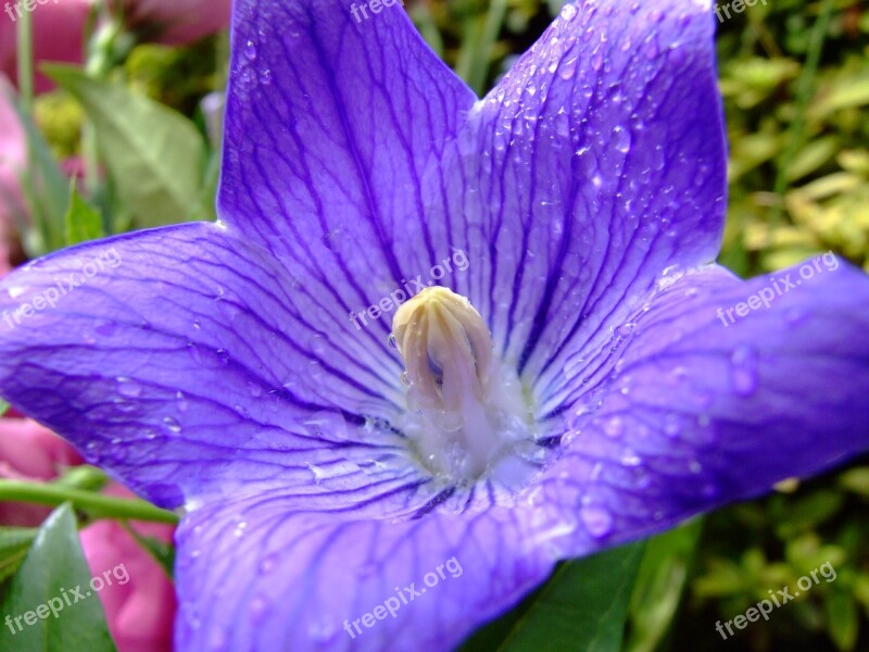 Flower Platycodon Grandiflorus Purple Ballon Flower Free Photos