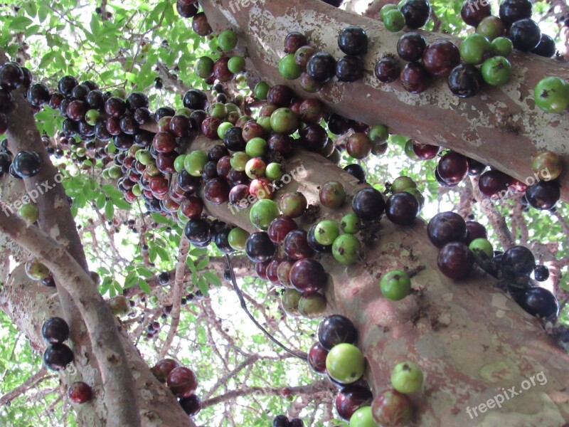 Foot Jabuticabeira Jabuticaba Free Photos