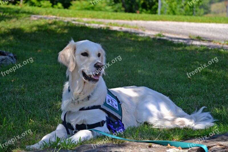 Service Dog Dog Golden Retriever Care Purebred