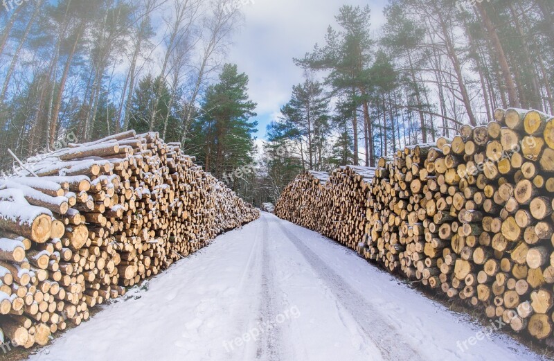 Wood Forest Winter Logs Cutting Down