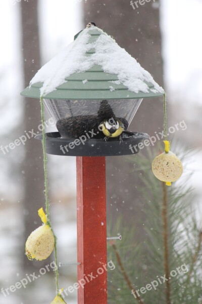 Feeding The Birds Great Tit Winter Rantasalmi Finnish