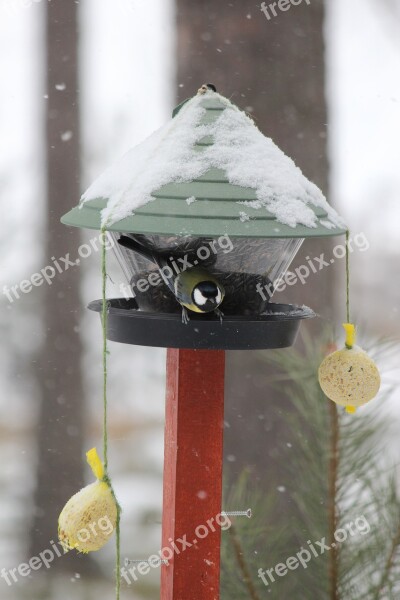 Feeding The Birds Winter Rantasalmi Finnish Free Photos