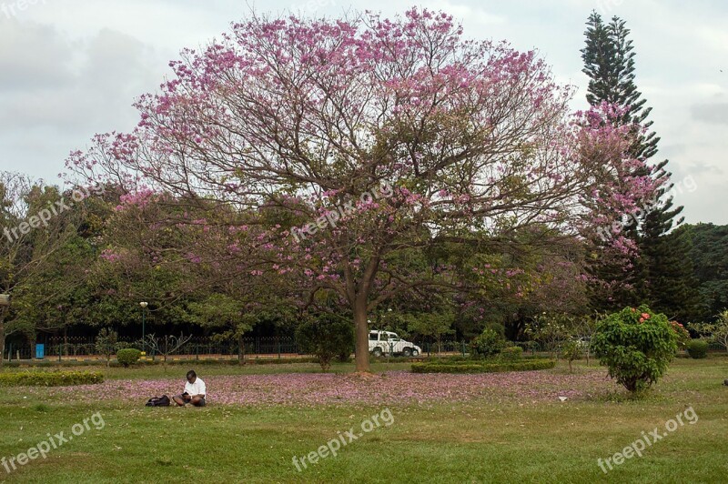 Praying Reading Book Tree Pink Flowers Pink