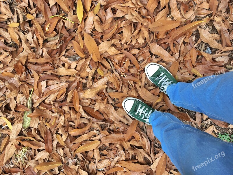 Fallen Leaves Autumn Leaves Dried Leaves Canvas Shoes Converse