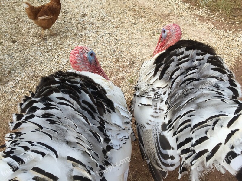 Turkeys Tom Bird Male Gobbler