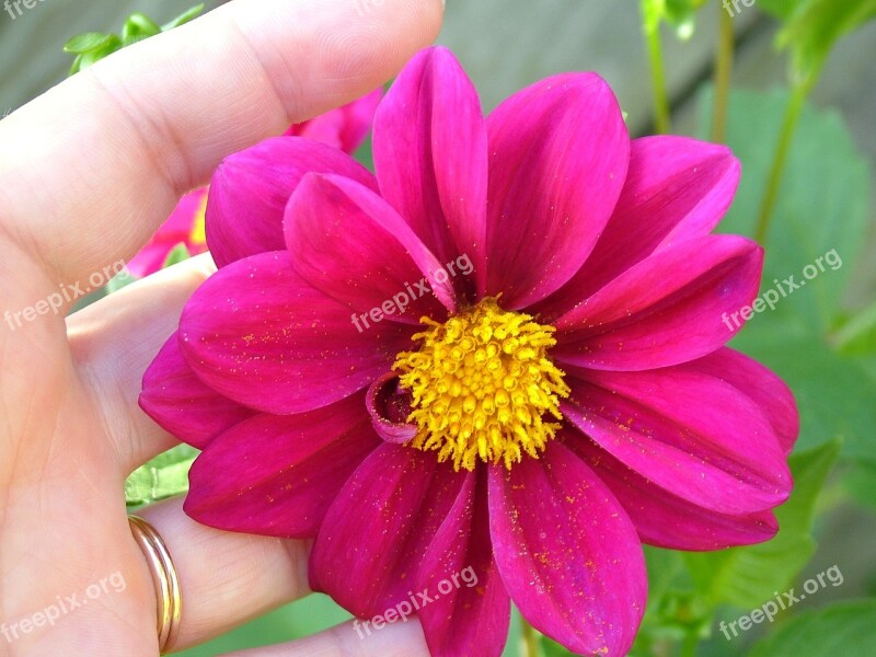 Dahlia Magenta Flower Blossom Summer Petal