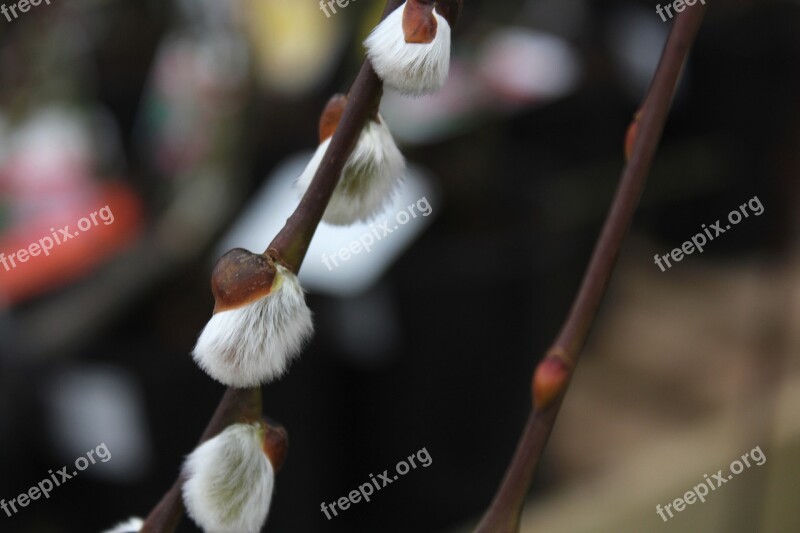 Salix Goat Willow Winter Garden Macro Plants Free Photos