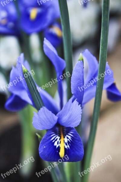 Iris Spring Flowers Blue Flowers Free Photos