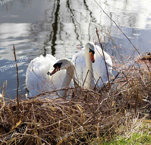 Swans Birds Canal Nature Wildlife