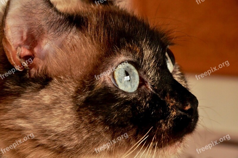 Animal Beautiful Brown Hair Cat