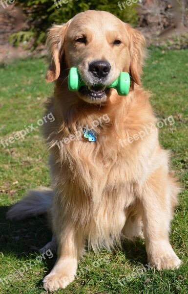 Strength Dog Golden Retriever Strong Exercise