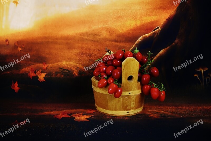 Tomatoes Wooden Bucket Collect Vegetables Healthy