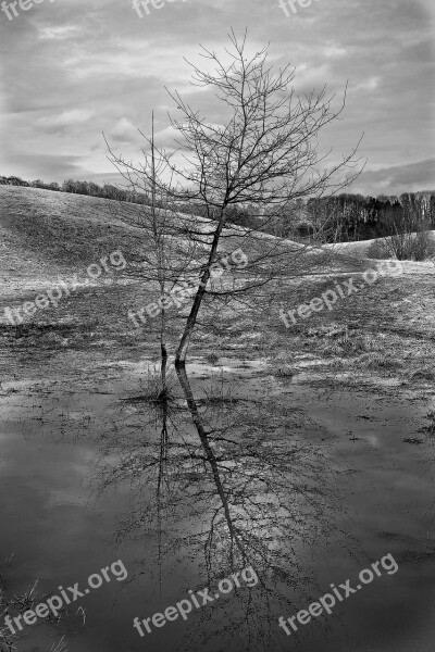 Tree Lonely Loneliness Landscape Nature