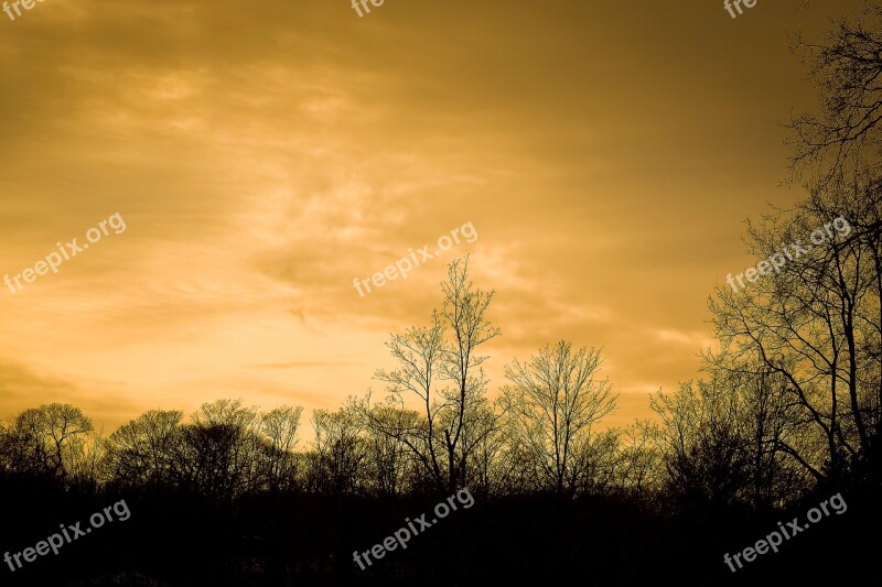 Trees Winter Forest Nature Landscape