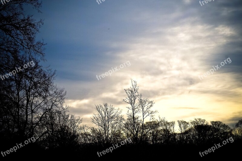 Trees Winter Forest Nature Landscape