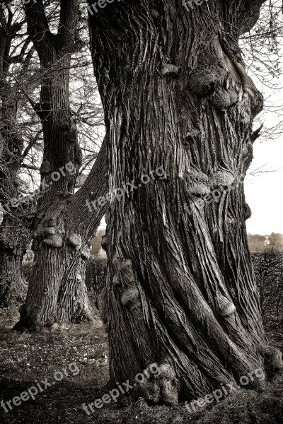 Trees Old Old Tree Nature Wood