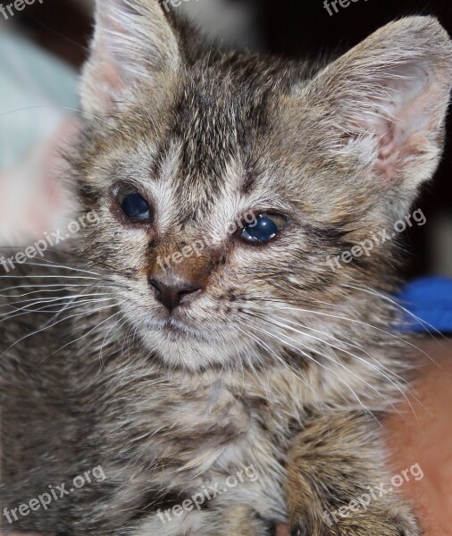 Kitten Tiny Baby Cat Pet