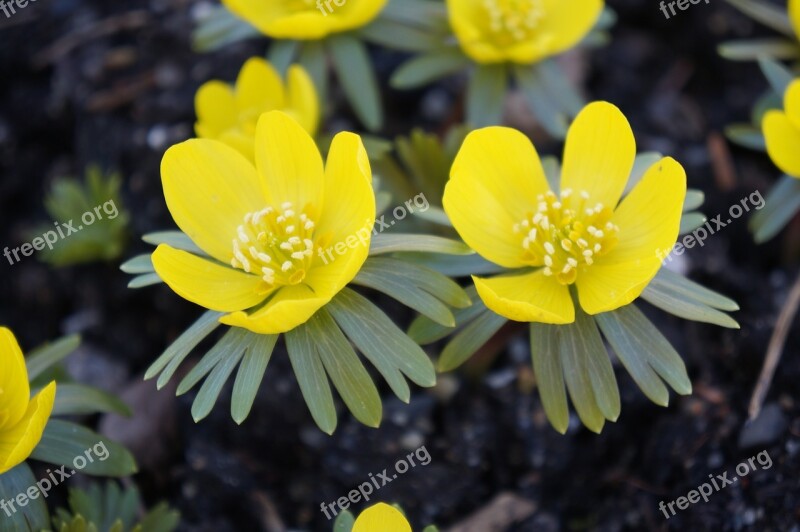 Flowers Yellow Yellow Flowers Plant Close Up