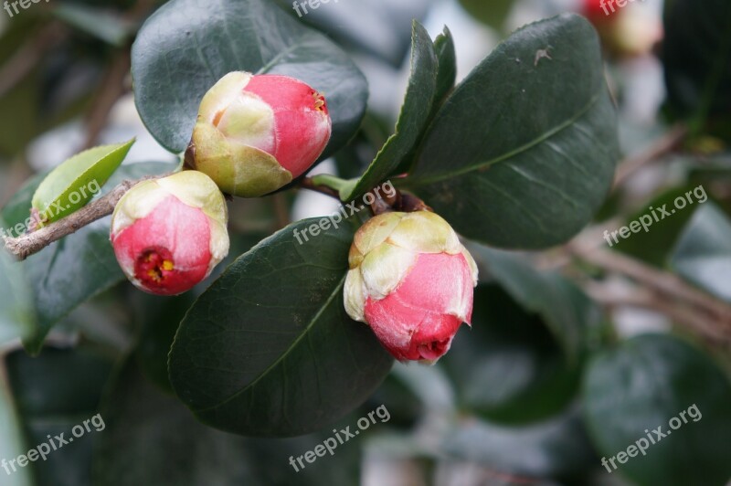 Flowers Red Camellia Red Flowers Nature