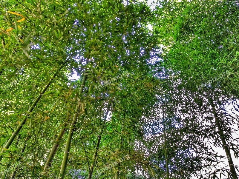 Bamboo Nature Tree Spring Green