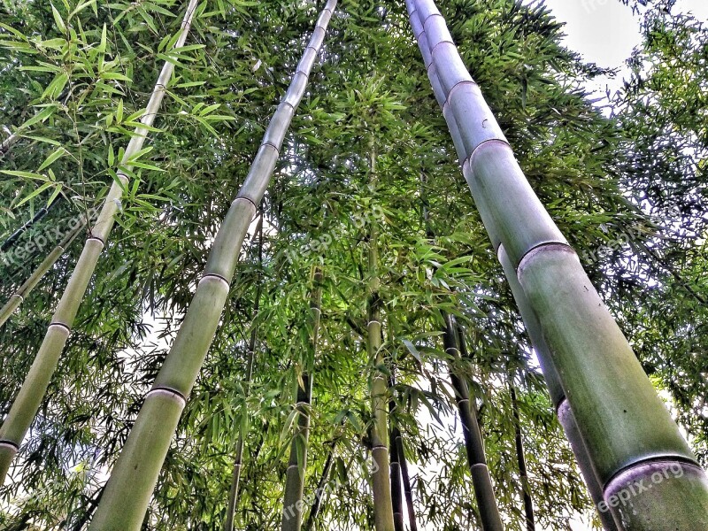 Bamboo Nature Tree Spring Green