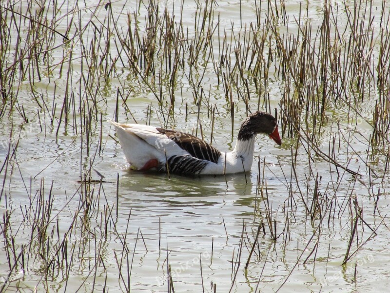 Wild Duck Bird Wild Nature Wildlife