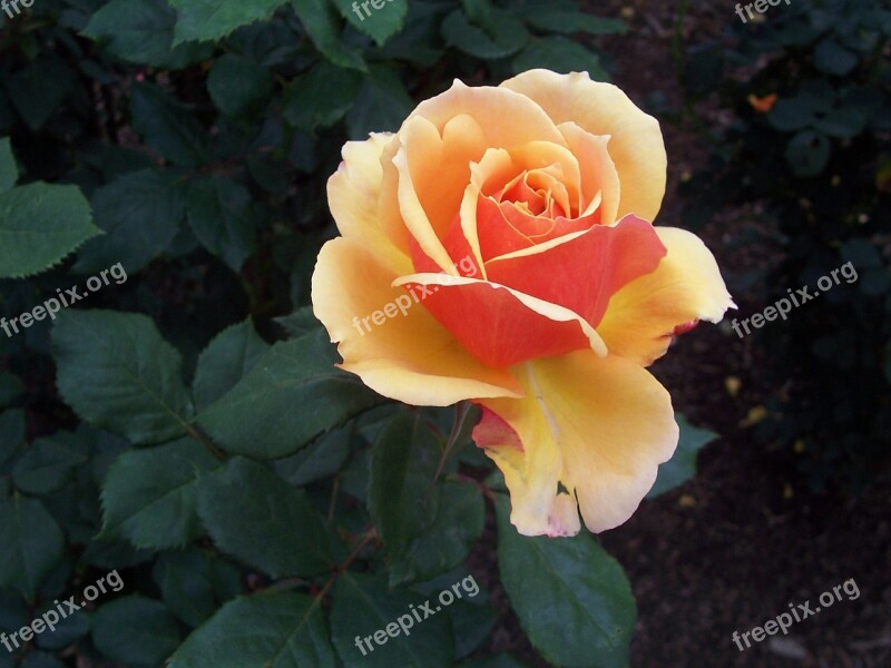 Single Rose Flower Free Photos