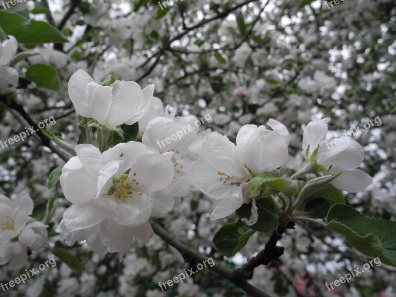 Flowers Apple Tree Apple Blossoms Apple Flower Macro